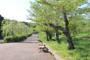 万博公園の桜の流れ付近