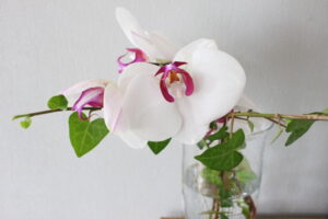 鉢植えから切った胡蝶蘭の花を花瓶にいけてあるところ