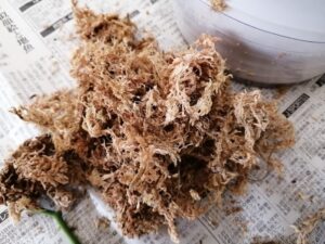 胡蝶蘭の植え込み材の水苔