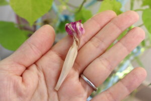 アサガオの花殻の写真