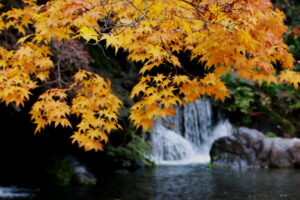 万博公園内の日本庭園の紅葉
