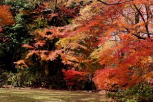 万博公園の紅葉。自然学習館付近
