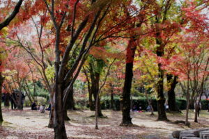 万博公園の紅葉。ひだまりの池付近