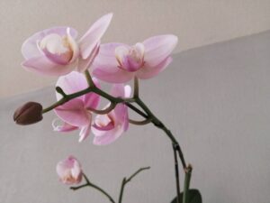 胡蝶蘭の２番花につけた支柱