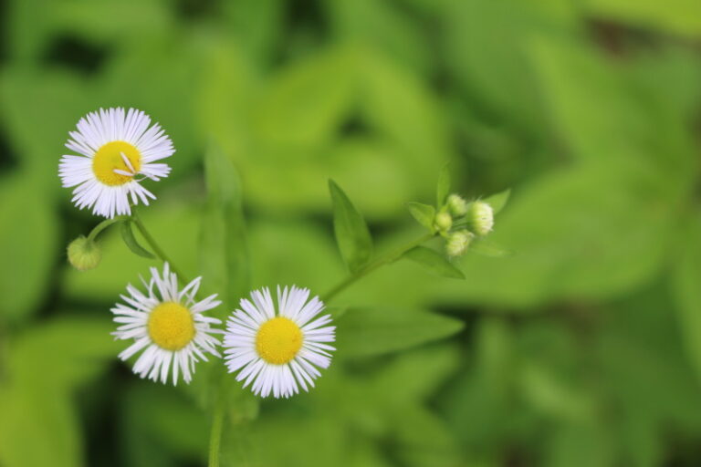 マンモグラフィーで期待できること