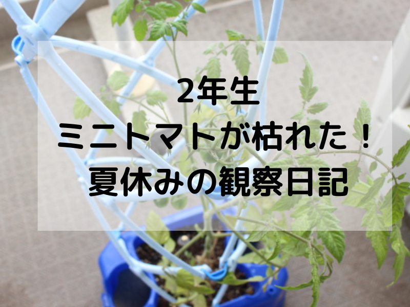 小学２年生のミニトマトが枯れた