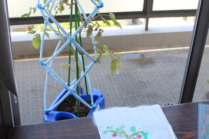 小学２年生のミニトマト。枯れそうな状態