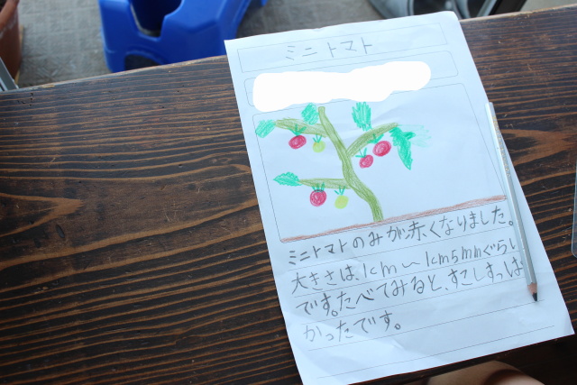 小学２年生ミニトマトの観察日記