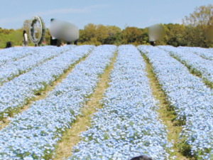 吹田市にある万博記念公園の花の丘に咲くネモフィラの花
